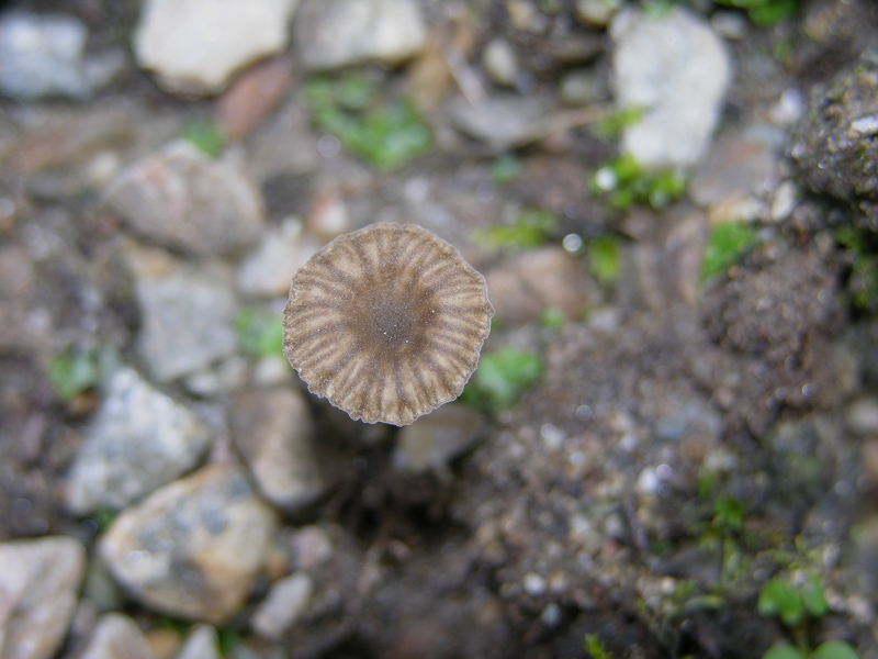 Un fosso......e una marea di funghi.(parte 3)